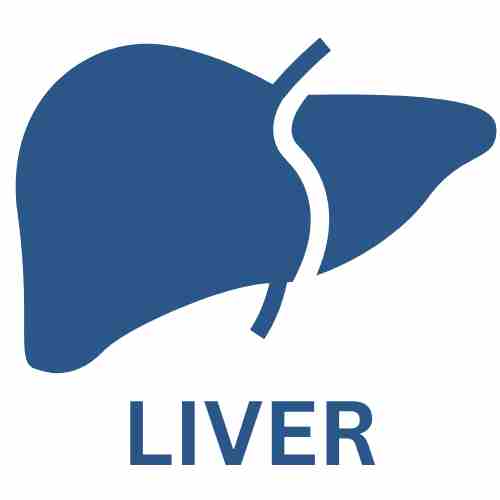 LIVER – Raw Dog Wholesale